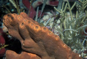 Agelas conifera sponge, 144