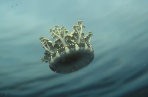Cassiopea xamachand jellyfish, 018