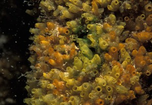 Ecteinascidia turbinata ascidian, 064