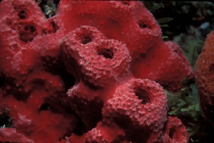 Igernella notabilis sponge, 178