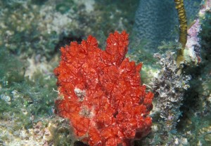 Monanchora arbuscula sponge, 193