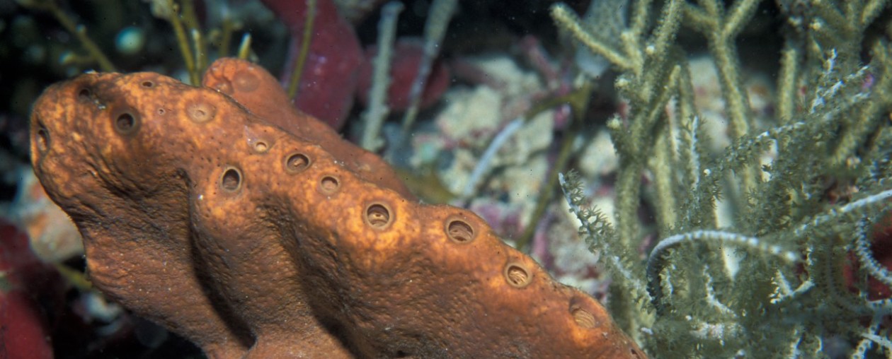 Sea Samples Florida Keys